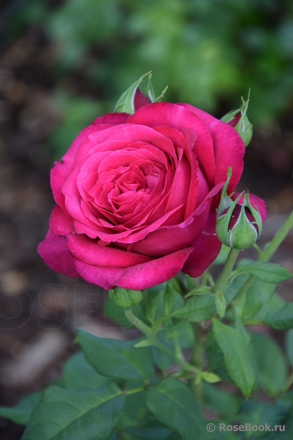 Johann Wolfgang von Goethe Rose®