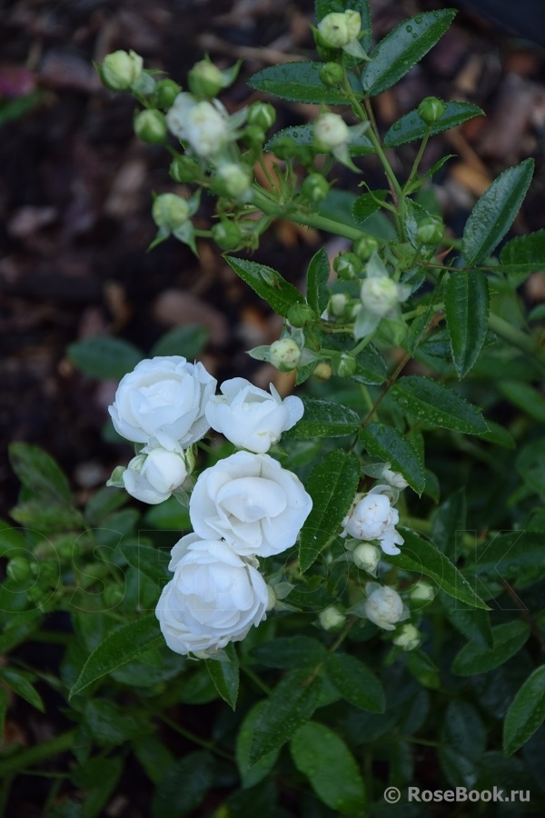 White Morsdag