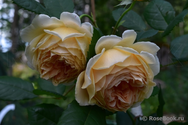 Crown Princess Margareta®