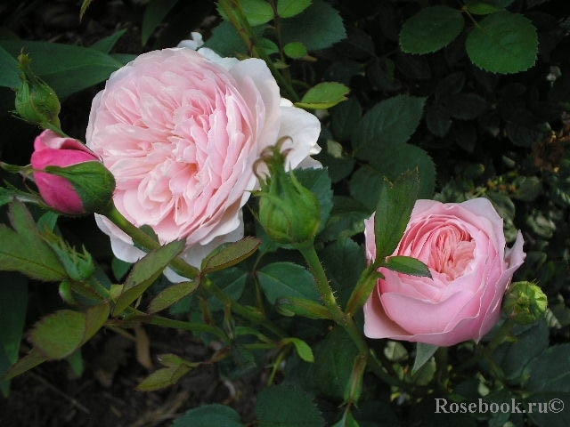 The Alnwick Rose