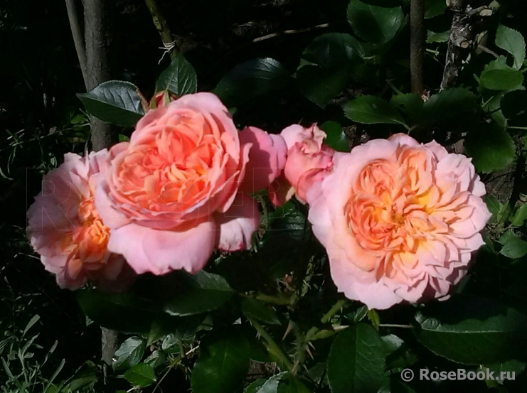 Rose de Cornouaille ®