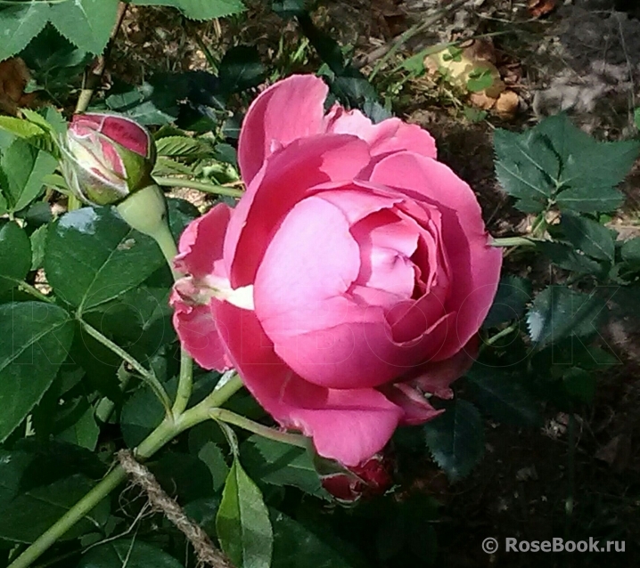 Au Bonheur des Dames®  