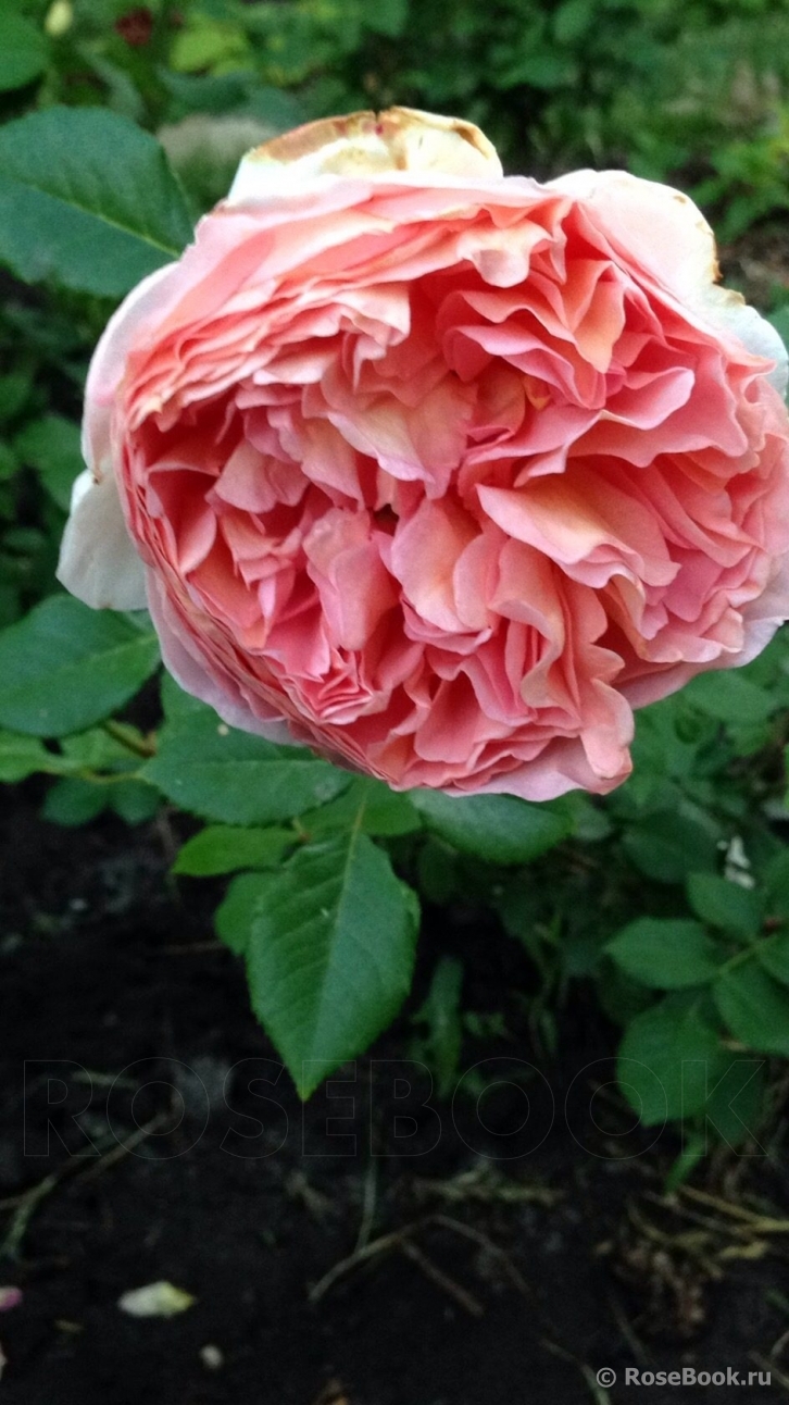 Abraham Darby