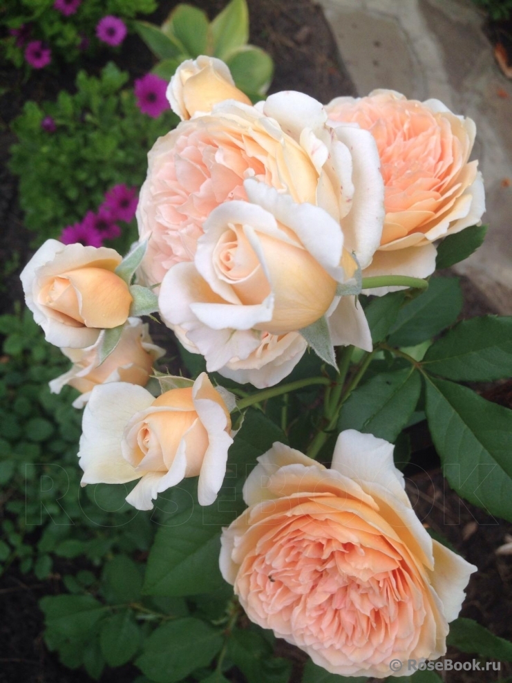 Crown Princess Margareta®