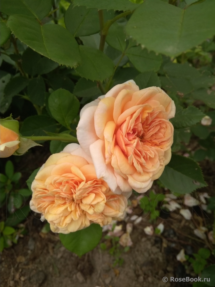 Crown Princess Margareta®