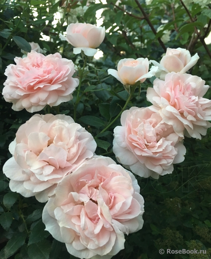 Garden of Roses 