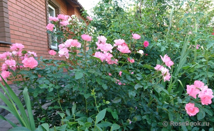 Jardins de France 