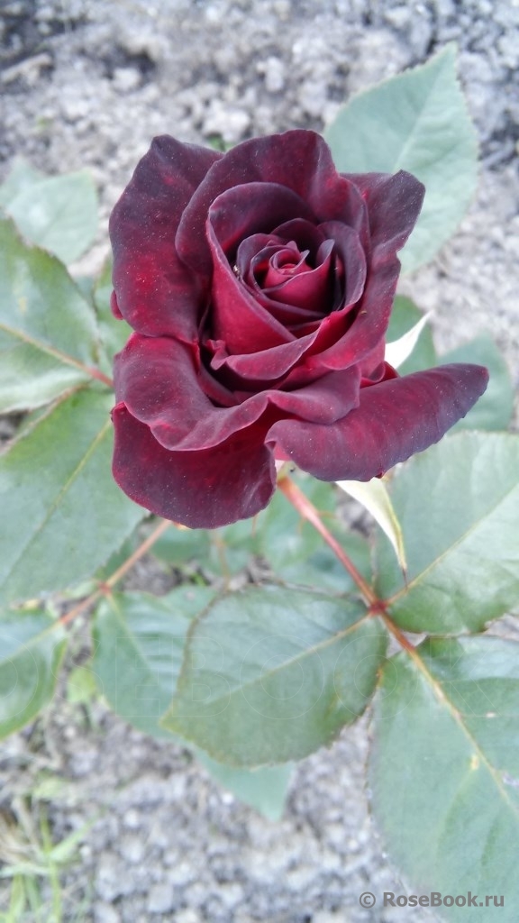 Black Baccara