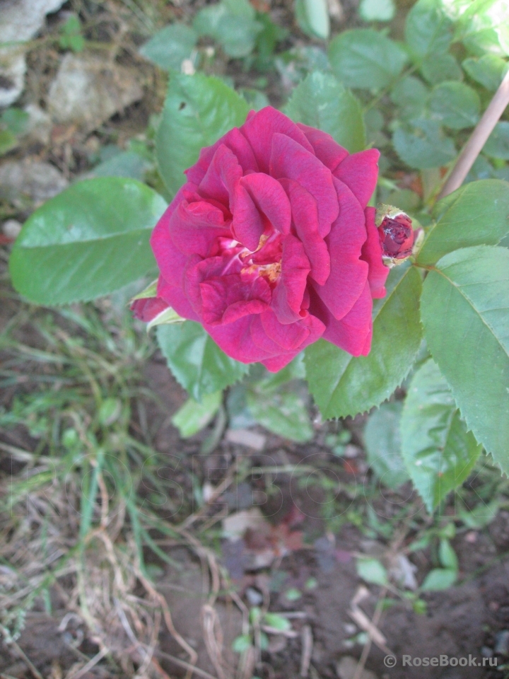 Katie's Rose