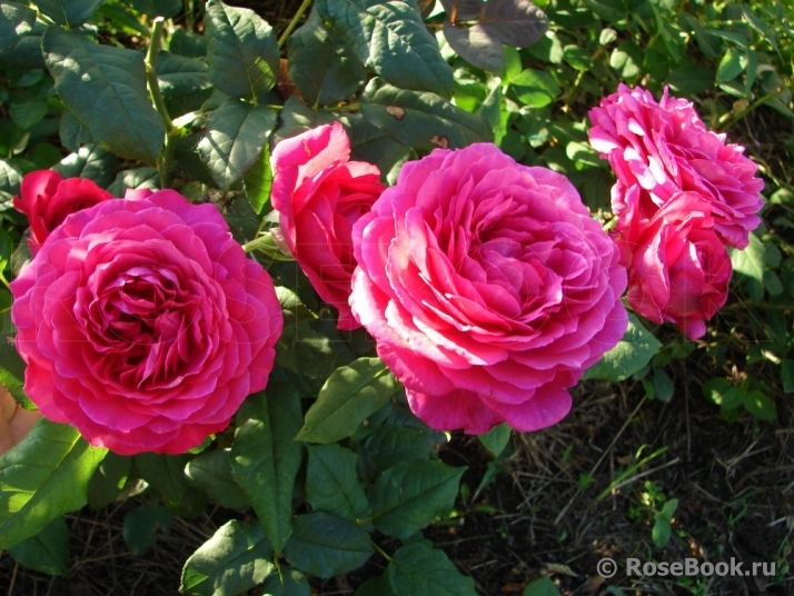 Johann Wolfgang von Goethe Rose®