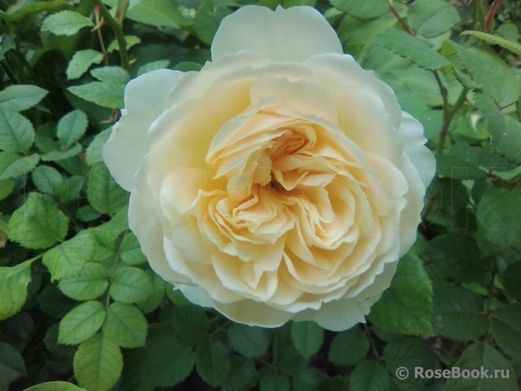 Crocus Rose® 