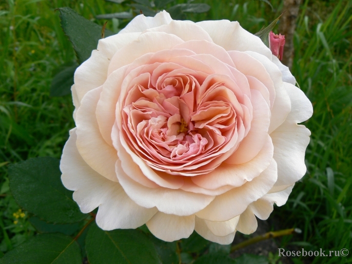 A Shropshire Lad