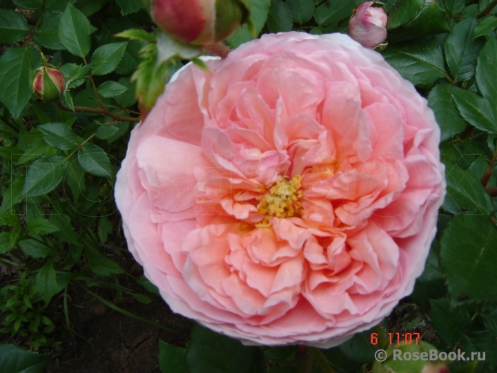 Abraham Darby