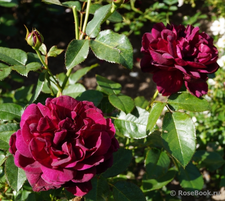 Darcey Bussell 