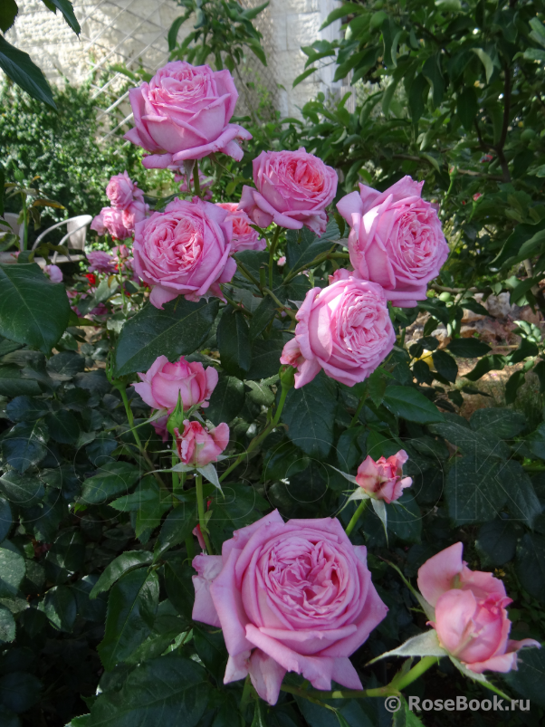 La Rose de Molinard ®