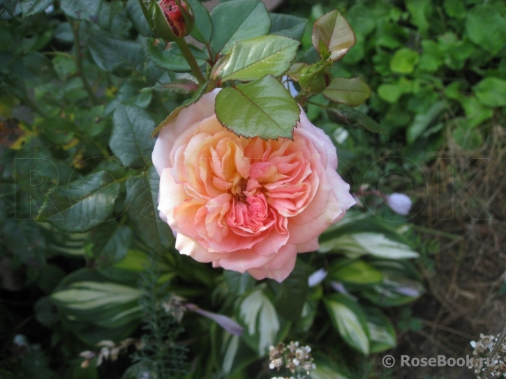 White Fox Rose