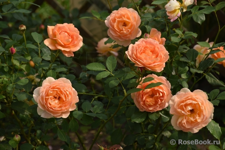 Lady of Shalott 