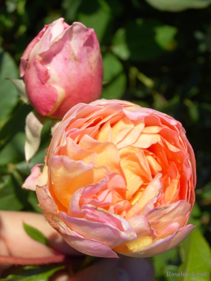 Abraham Darby