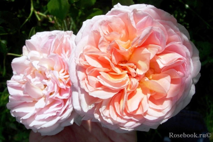 Abraham Darby