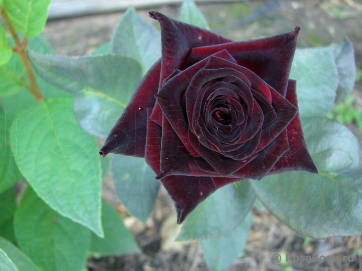 Black Baccara