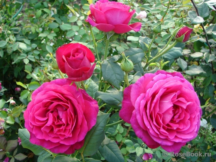 Johann Wolfgang von Goethe Rose®