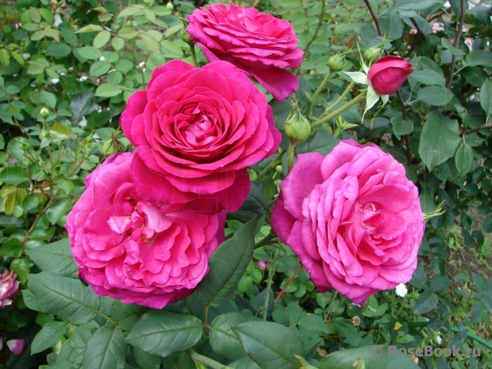 Johann Wolfgang von Goethe Rose®