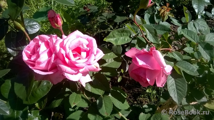 Jardins de Villandry