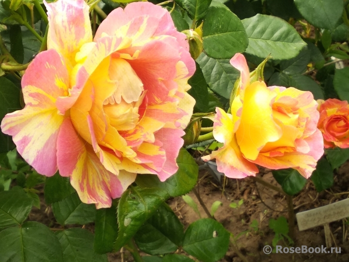 Rose des Cisterciens 