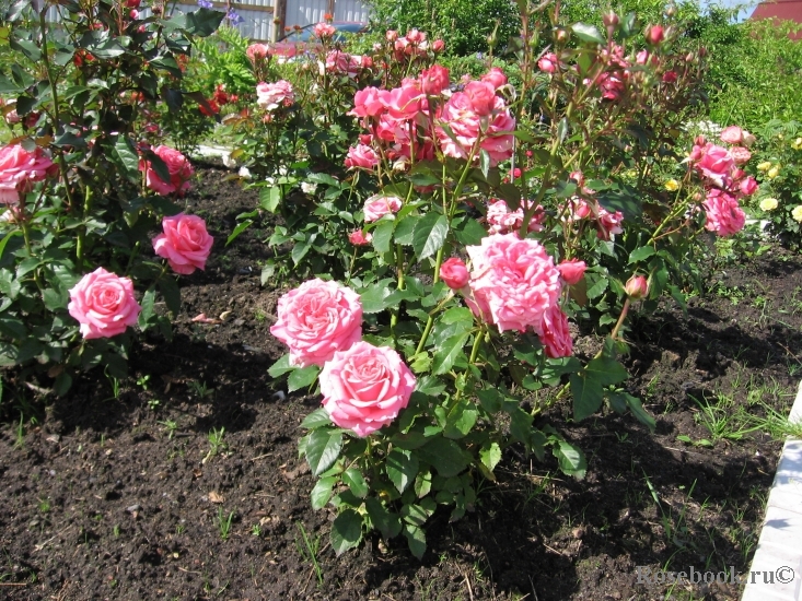 Pink Babyflor 