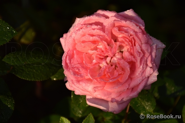 La Rose de Molinard ®