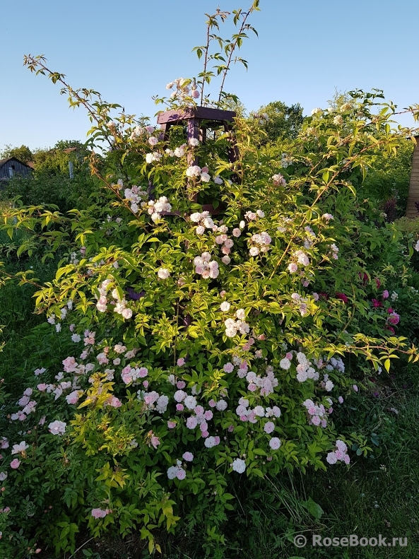 Paul’s Himalayan Musk 