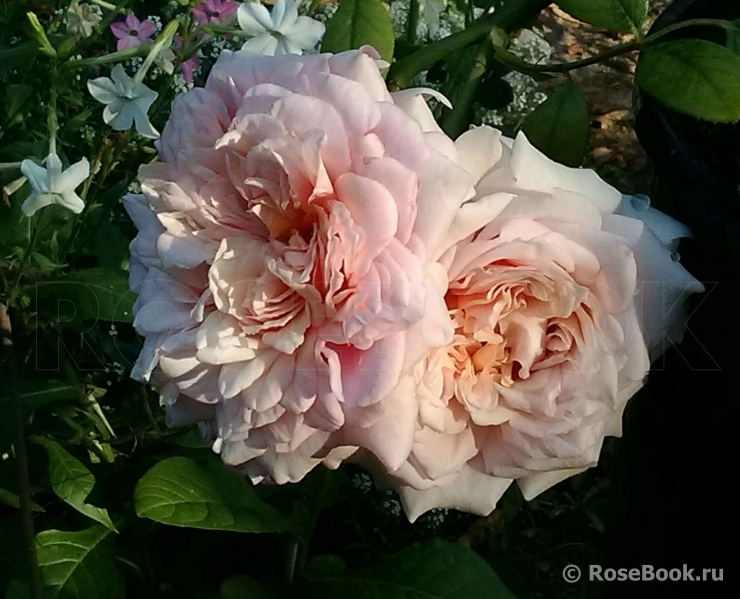 Festival des Jardins de Chaumont