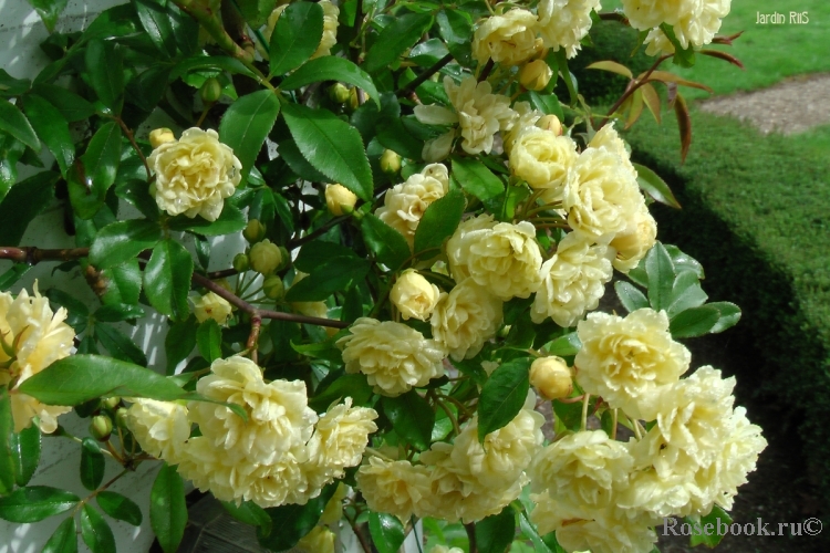 R. banksiae lutea