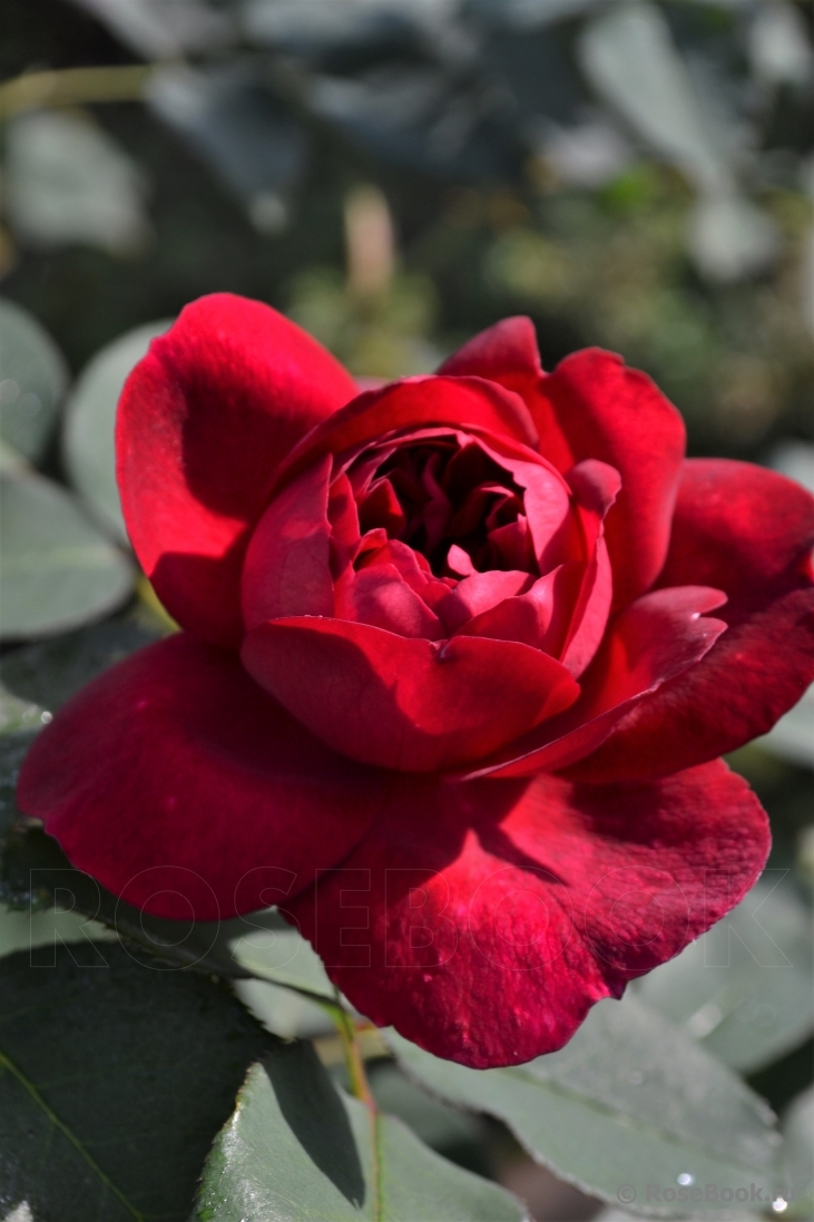 Darcey Bussell 