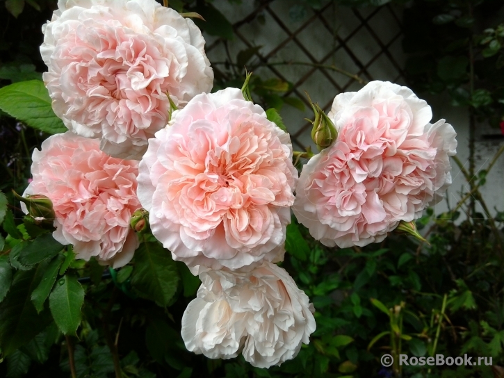 Rose de Tolbiac ®