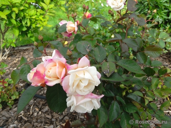 Apricot Bells