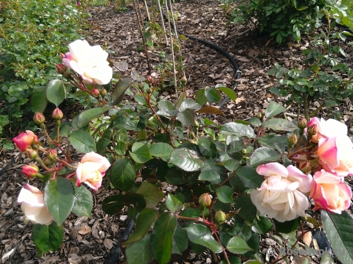 Apricot Bells