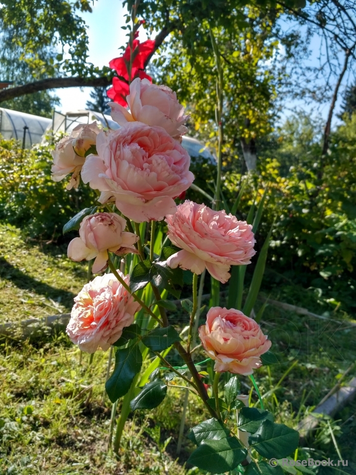 Abraham Darby