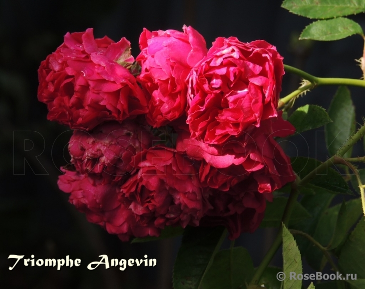 Triomphe Angevin