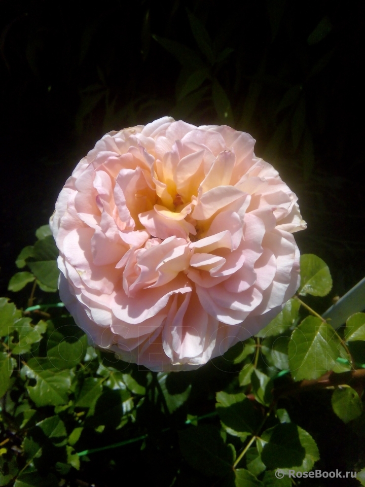 Abraham Darby