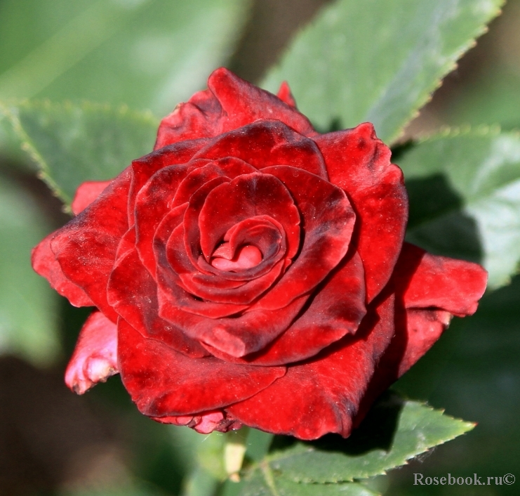 Black Baccara