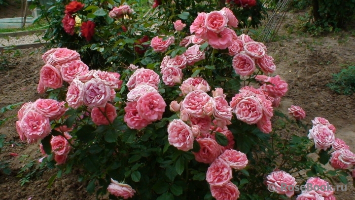 Papillon Rose