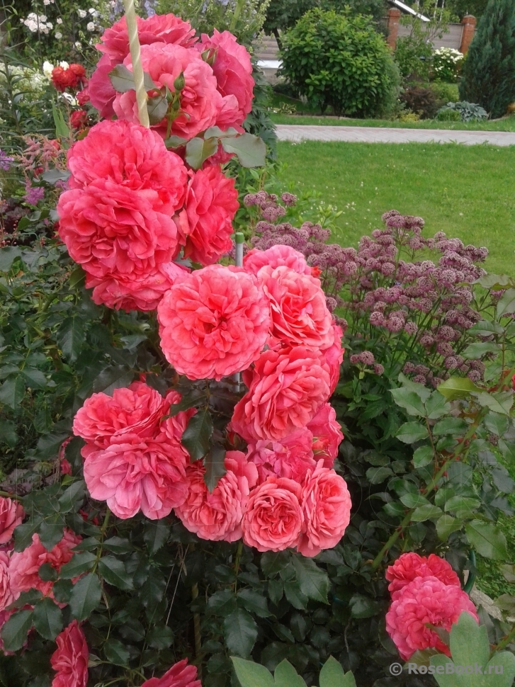 Rosarium Uetersen