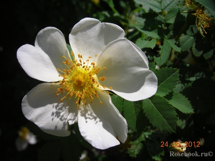 Rose spinosissima