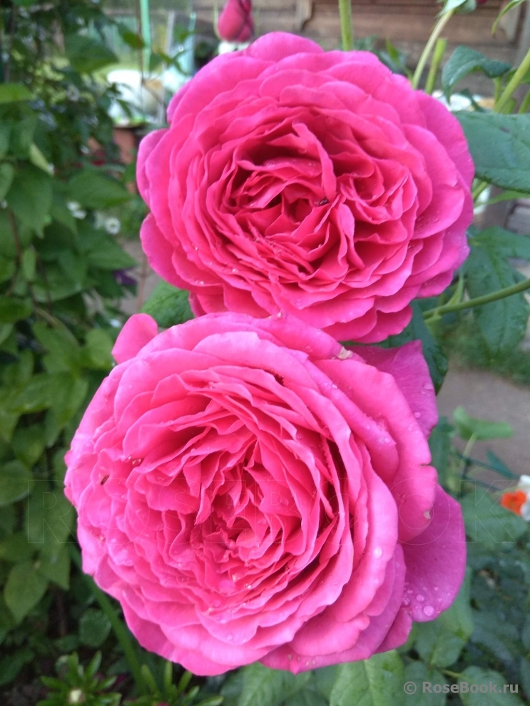 Johann Wolfgang von Goethe Rose®