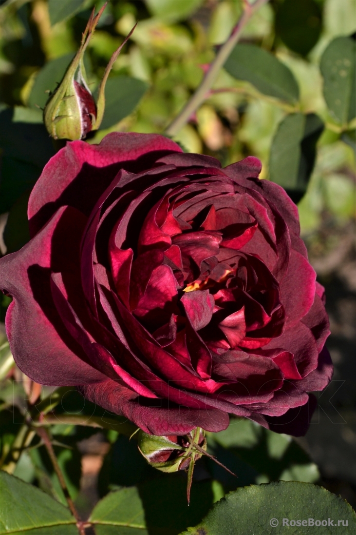 Darcey Bussell 