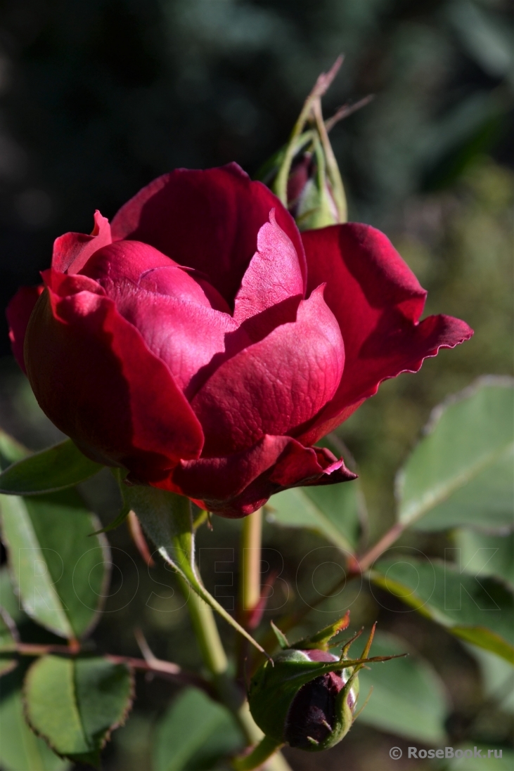 Darcey Bussell 