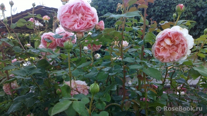 Abraham Darby