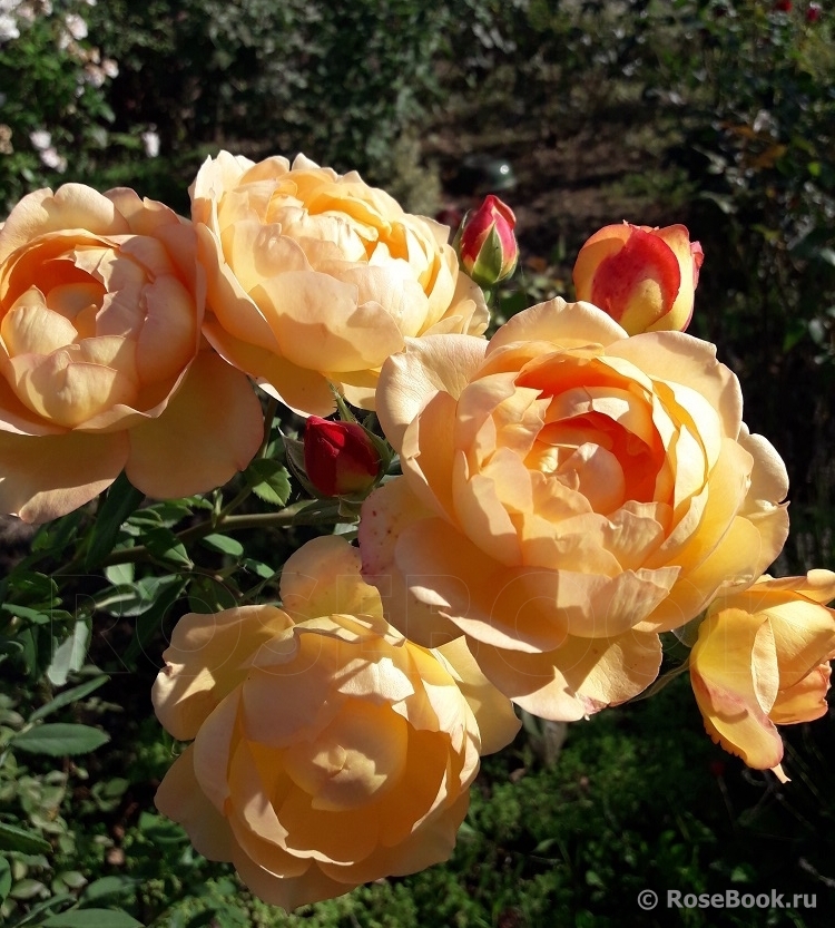 Lady of Shalott 