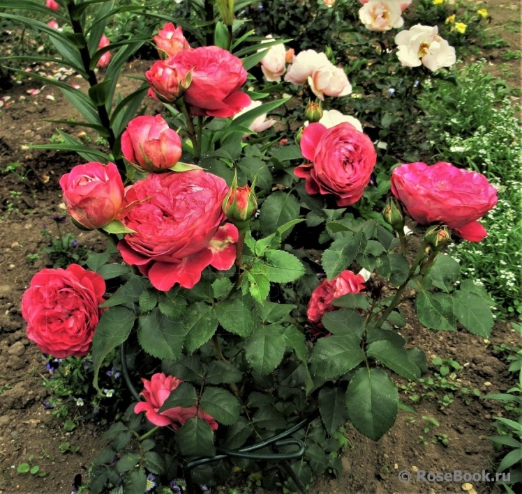 Centenaire de l'Haÿ-les-roses ®